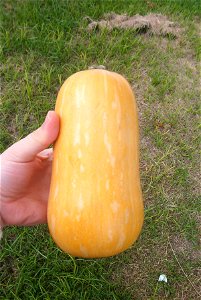 Cucurbita moschata Bell type - cultivar with light mottled stripes picture A.
At market in Fortín Olavarría, partido de Rivadavia, provincia de Buens Aires, Argentina, 24/02/2014.