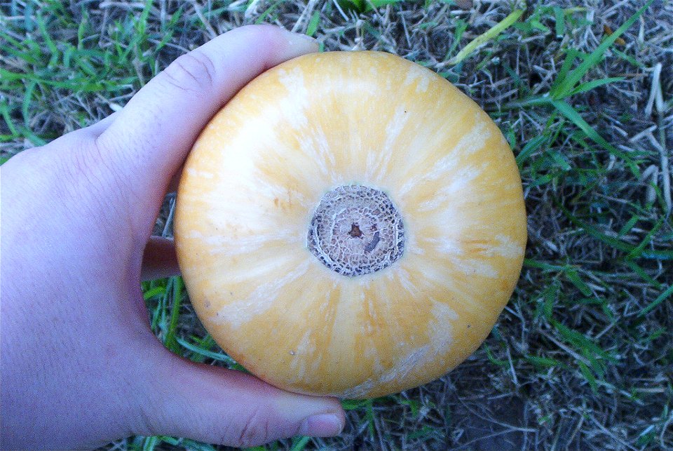 Cucurbita moschata Bell type - cultivar with light mottled stripes picture C.
At market in Fortín Olavarría, partido de Rivadavia, provincia de Buens Aires, Argentina, 24/02/2014.