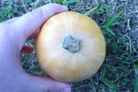 Cucurbita moschata Bell type - cultivar with light mottled stripes picture D.
At market in Fortín Olavarría, partido de Rivadavia, provincia de Buens Aires, Argentina, 24/02/2014.