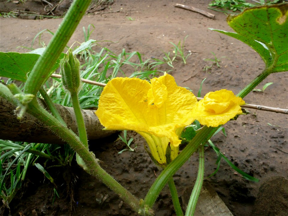 Sown in september 2015 in Fortín Olavarría, provincia de Buenos Aires, Argentina.