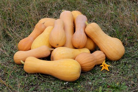 Butternut squash, cultivar variety of Cucurbita moschata, ripe fruits. Ukraine.