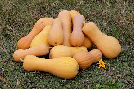 Butternut squash, cultivar variety of Cucurbita moschata, ripe fruits. Ukraine. photo