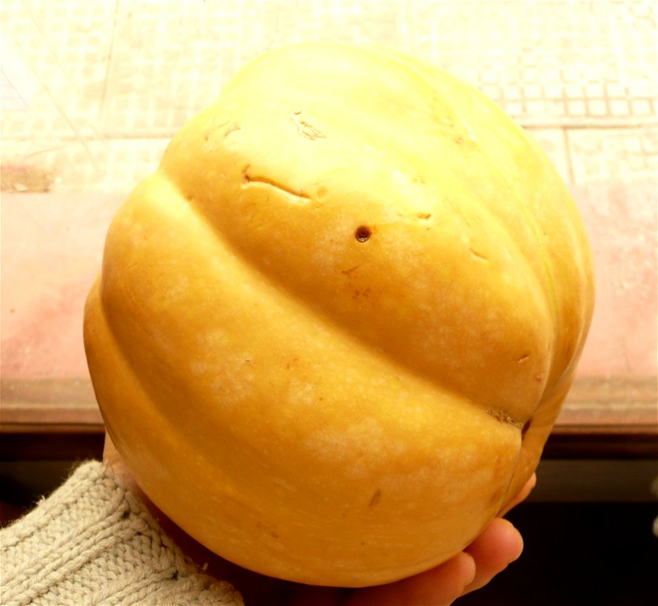 Cucurbita moschata argentinian variety 
Market in Fortín Olavarría, Buenos Aires province, Argentina. September 2014.