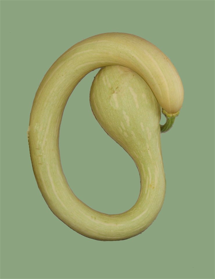 Zucchina trombetta, a variety of cucurbita moschata