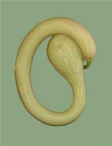 Zucchina trombetta, a variety of cucurbita moschata