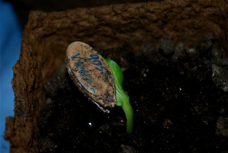 The germination of an Atlantic Giant pumpkin plant.