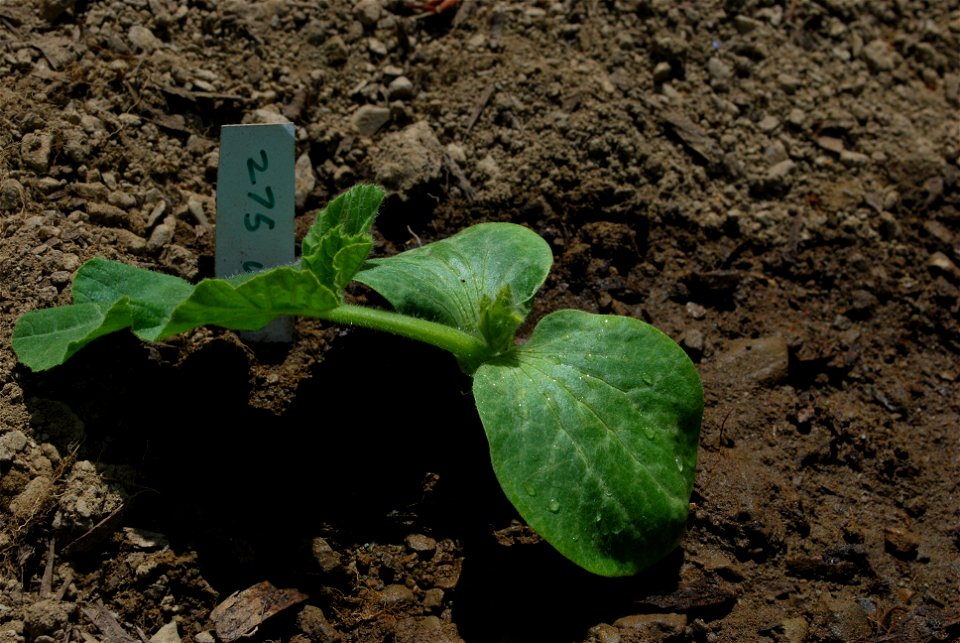The seedling of an Atlantic Giant squash plant, in this case the 275 Van Hook seed (1443 Palmer x 1407 Wolf).