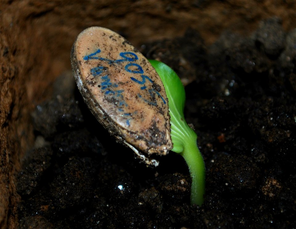 The germination of an Atlantic Giant pumpkin plant.
