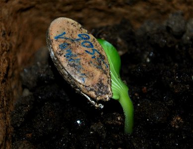 The germination of an Atlantic Giant pumpkin plant.