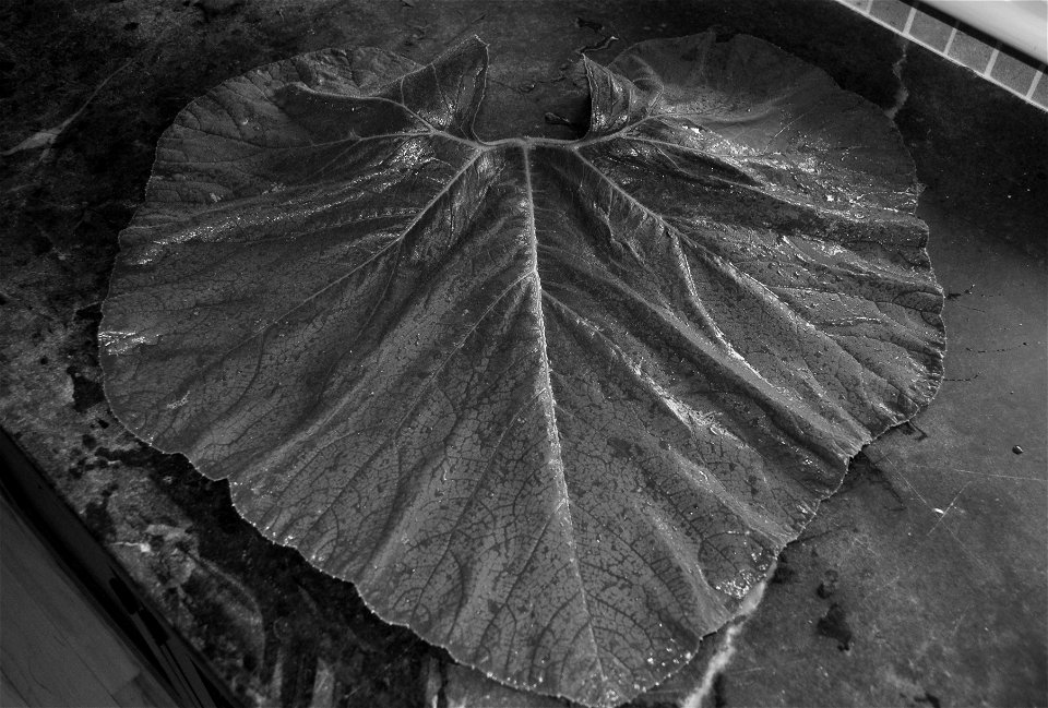 A Cucurbita maxima "Show King" squash leaf from a competition giant squash plant.