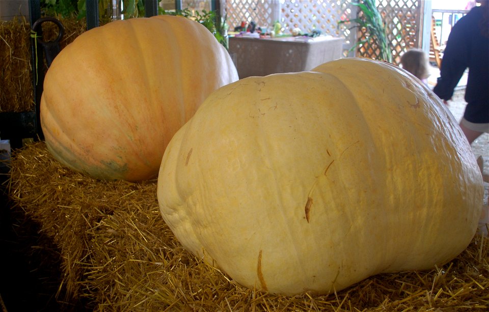 Two Big Max pumpkins (fruit of Cucurbita maxima) at the 2009 Dutchess County, New York county fair.