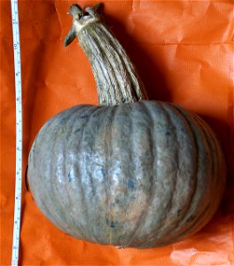 Potiron doux vert d'Hokkaido, variété "bleue"