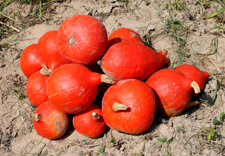 Squashes Cucurbita maxima, ripe fruits. Ukraine, Vinnytsia rajon.
