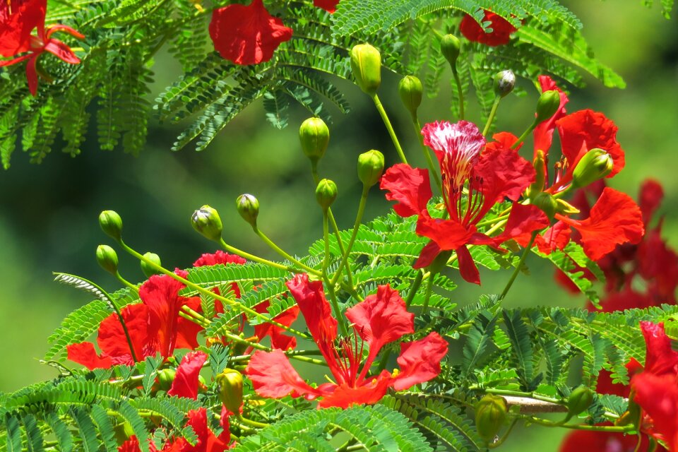 Garden leaf red