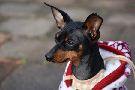 Miniature pinscher german dog face