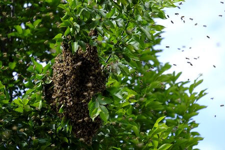 Wild hive honey bees