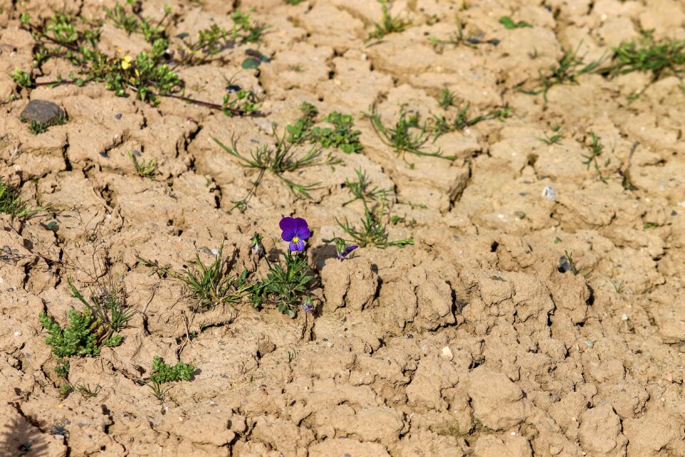 Dry plaice lonely