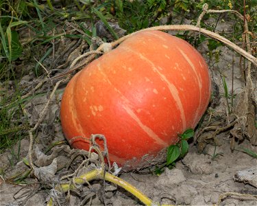 Squash photo