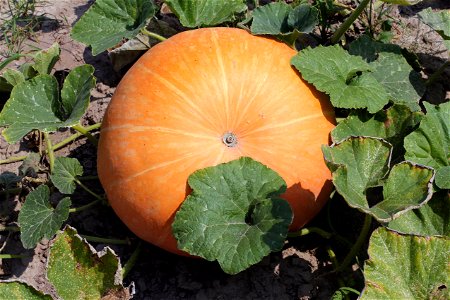 Squash photo