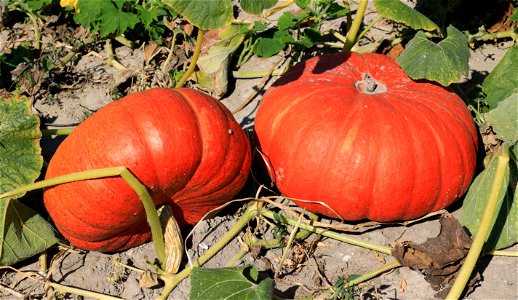 Squashes. Ukraine, Vinnytsia Oblast, Vinnytsia Raion.
