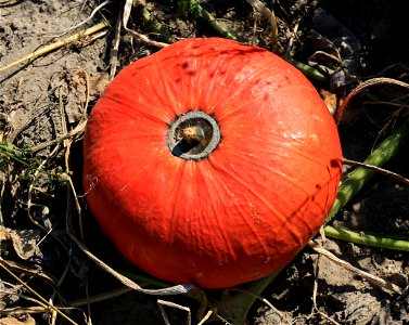 Squash. Ukraine, Vinnytsia Oblast, Vinnytsia Raion.