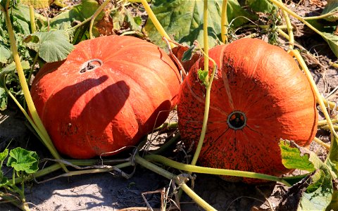 Squashes. Ukraine, Vinnytsia Oblast, Vinnytsia Raion.