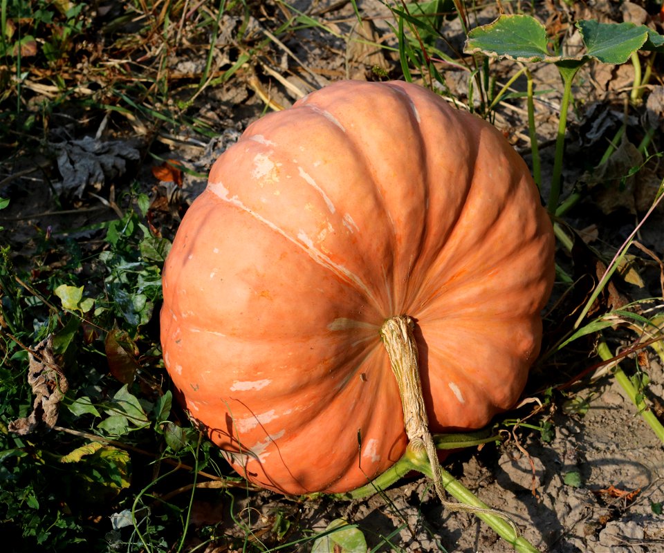 Squash (Cucurbita Maxima) in a garden. Ukraine, Vinnytsia region