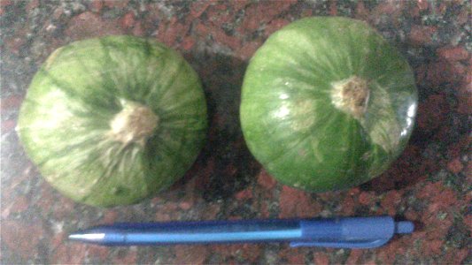 Cucurbita maxima Zapallito Group, comprado en un mercado de la ciudad de Buenos Aires a fines de noviembre del 2012.