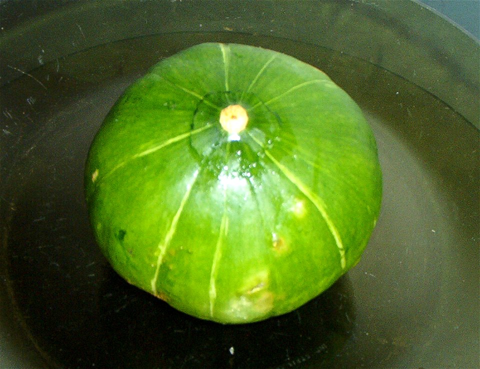Cucurbita maxima Zapallito Group - immature fruit ready for consumption. From a cultivar with narrow light stripes in a dark green skin.
Fruit buyed in a market at partido de Rivadavia, provincia de B