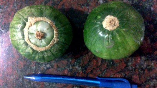 Cucurbita maxima Zapallito Group, comprado en un mercado de la ciudad de Buenos Aires a fines de noviembre del 2012, a la izquierda uno con botón o "turbantito", que el horticultor selecciona negativa