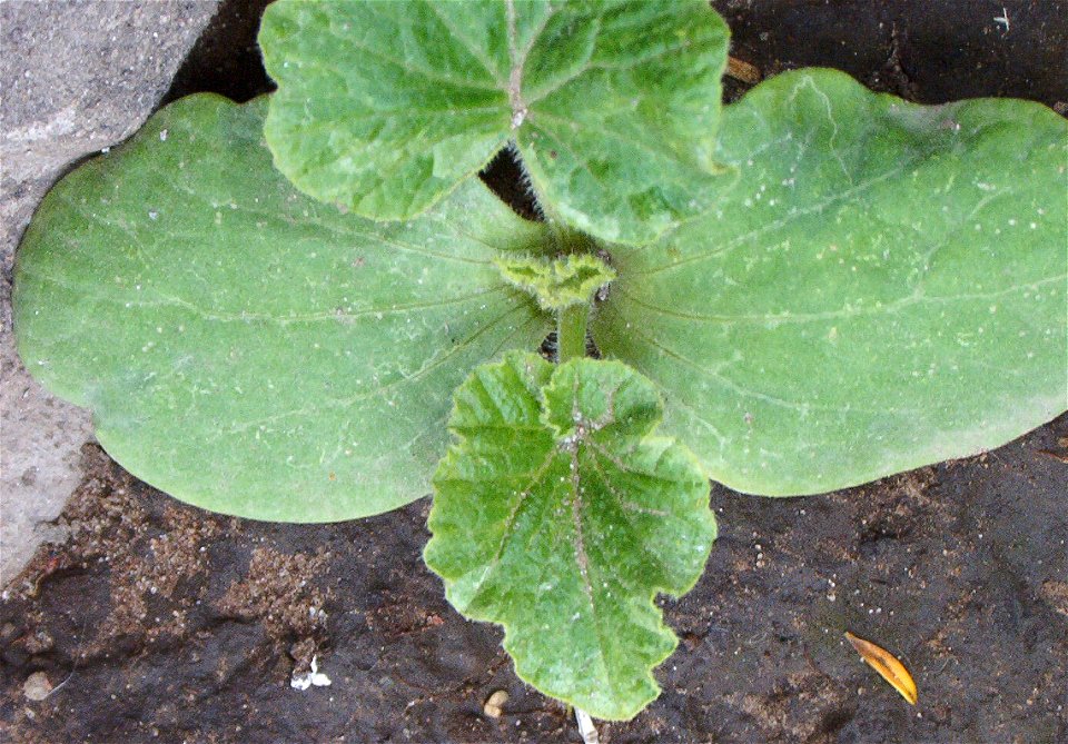Cucurbita maxima - Zapallo Criollo Redondo Gris Plomo Semillería Costanzi. 
Sembrado 22 septiembre - fotografiado 29 octubre 2013, provincia de Buenos Aires, Argentina.