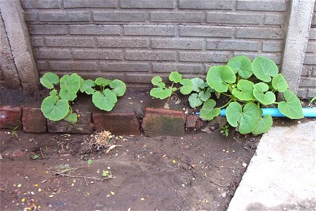 Diversity inside a landrace: Cucurbita maxima "zapallo plomo", from Argentina. 7 plants (2 at left), sown on september 22 2013,  photo taken on november 25 2013, in partido de Rivadavia, Buenos Aires 