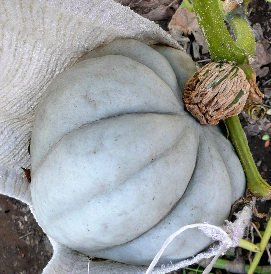 Cucurbita maxima Zapallo Plomo semillería Costanzi - squash 0 2014-03-27