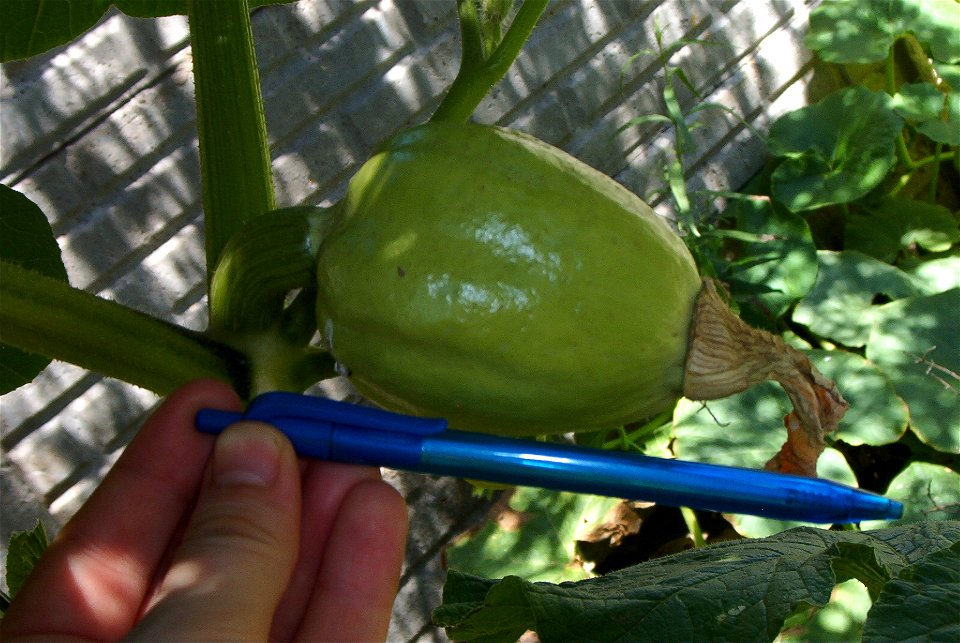 Cucurbita maxima Commercial seed name "Zapallo Gris Plomo" - squash, photo2. 
Partido de Rivadavia, Buenos Aires, Argentina, picture taken 21/01/2014