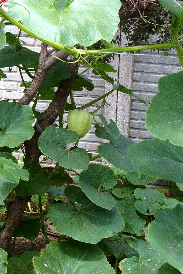 Cucurbita maxima seed commercial name "Zapallo Redondo Gris Plomo". Sown sept 22 2013, photo taken jan 28 2014.
Squash fruit forming in the vine suspended on the tree trunk.

Partido de Rivadavia, pro