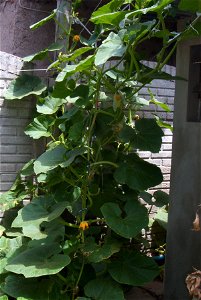 Cucurbita maxima seed commercial name "Zapallo Redondo Gris Plomo". Sown sept 22 2013, photo taken jan 28 2014.
Plant climbing onto the roof aided by threads suspended from the roof.

Partido de Rivad