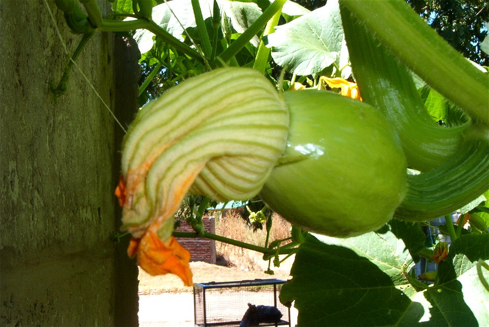 Cucurbita maxima Zapallo Redondo Gris Plomo - feminine flower, the day after anthesis. Perianth parts have closed the flower leaving the styles and stigmas (and maybe the pollen) inside.
Partido de Ri