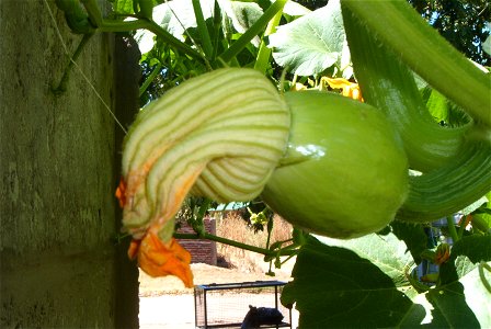 Cucurbita maxima Zapallo Redondo Gris Plomo - feminine flower, the day after anthesis. Perianth parts have closed the flower leaving the styles and stigmas (and maybe the pollen) inside.
Partido de Ri