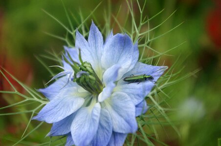 Summer lawn nigella