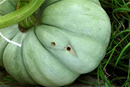 Cucurbita maxima Zapallo Redondo Gris Plomo - squash B with two holes. A disease?
Partido de Rivadavia, provincia de Buenos Aires, Argentina.
