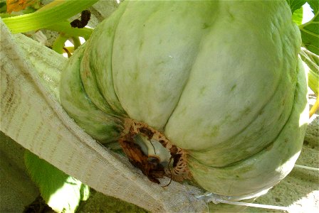 Cucurbita maxima Zapallo Plomo semillería Costanzi, this particular plant appears to be Cucurbita maxima Zapallo Plomo x Cucurbita maxima Zapallito group - squash D. This one has a not very broad butt
