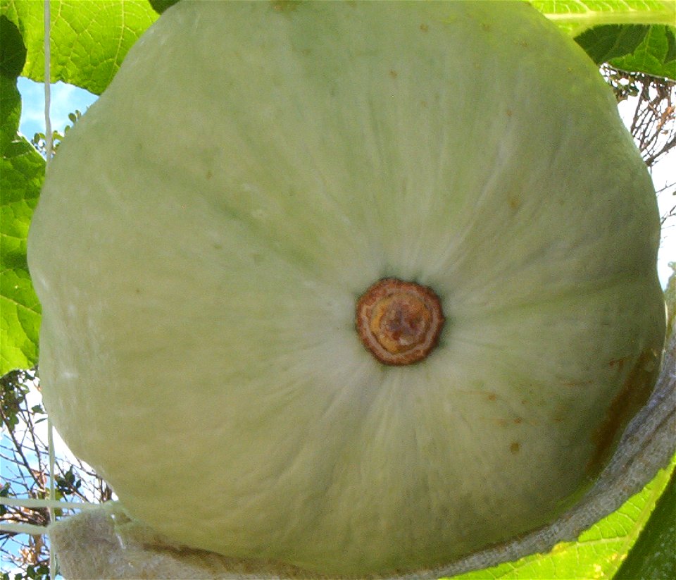 Cucurbita maxima Zapallo Redondo Gris Plomo - squash E.jpg
Partido de Rivadavia, provincia de Buenos Aires, Argentina.