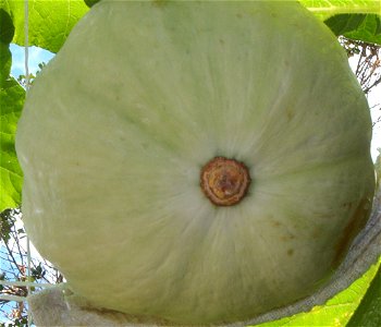 Cucurbita maxima Zapallo Redondo Gris Plomo - squash E.jpg
Partido de Rivadavia, provincia de Buenos Aires, Argentina.