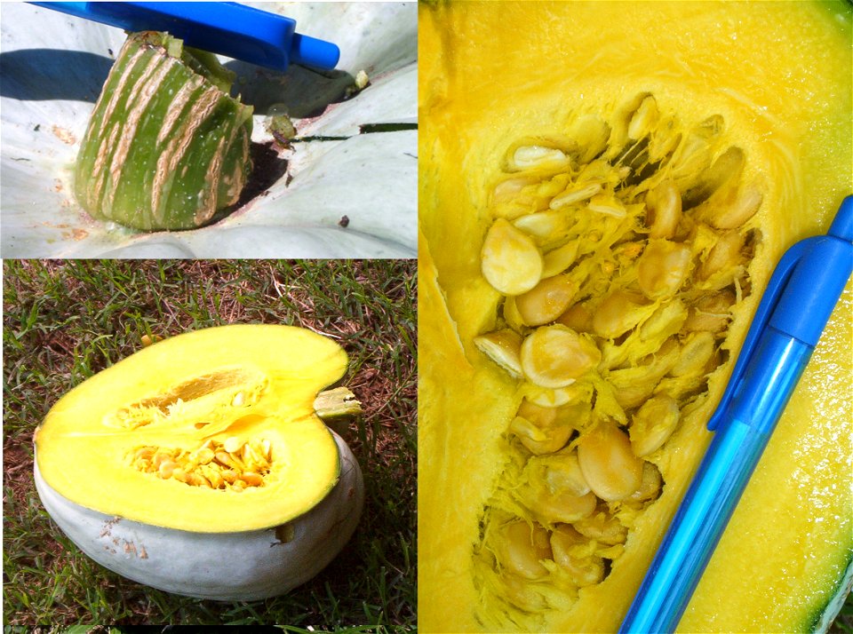Cucurbita maxima commercial seed name "Zapallo plomo" or "Zapallo gris plomo".
Detail of peduncle (typical of C. maxima), color of skin ("gris plomo"), deep and yellow pulp, white seeds.
Shape and siz