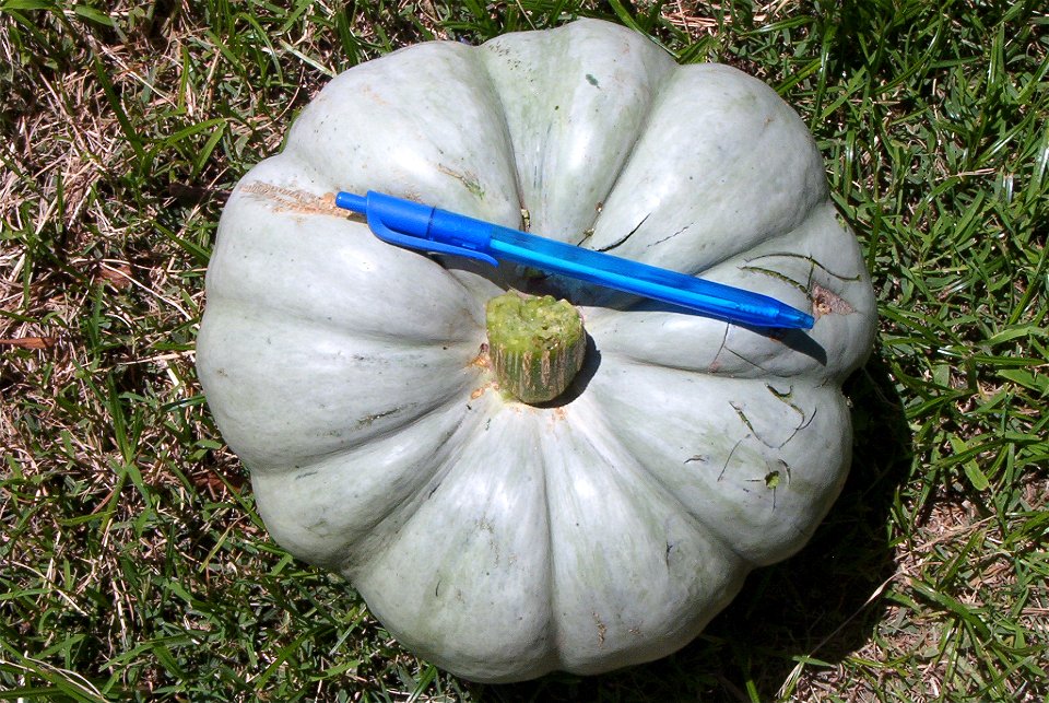 Cucurbita maxima comercial seed name "Zapallo Redondo Gris Plomo "- squash B urgent harvest - lobes.
Fortín Olavarría, partido de Rivadavia, provincia de Buenos Aires, Argentina.