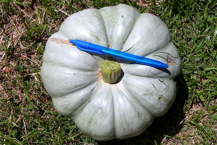 Cucurbita maxima comercial seed name "Zapallo Redondo Gris Plomo "- squash B urgent harvest - lobes.
Fortín Olavarría, partido de Rivadavia, provincia de Buenos Aires, Argentina.