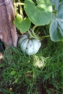 Cucurbita maxima comercial seed name "Zapallo Redondo Gris Plomo "- squash B urgent harvest - location near the sidewalk.
It was a bit more than a month after the anthesis. The day of the harvest the 