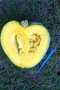 Cucurbita maxima comercial seed name "Zapallo Redondo Gris Plomo "- squash B urgent harvest - longitudinal cut, notice pulp and seeds.
It was a bit more than a month after the anthesis. The day of the