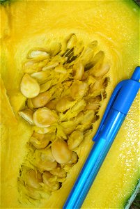 Cucurbita maxima comercial seed name "Zapallo Redondo Gris Plomo "- squash B urgent harvest - pulp and seeds detail.
It was a bit more than a month after the anthesis. The day of the harvest the squas