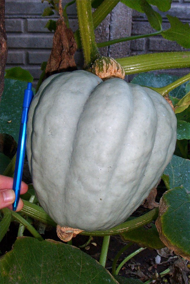 Cucurbita maxima Zapallo Gris Plomo - squash photo6, one week later than photo5.
Fortín Olavarría, partido de Rivadavia, provincia de Buenos Aires, Argentina.